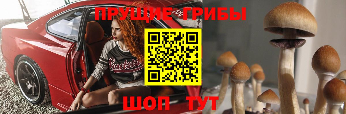 Псилоцибиновые грибы Psilocybe  Вход с VPN  Калуга 